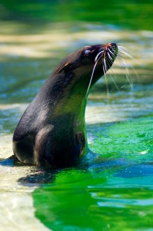 There are many skills used for coping with bipolar depression and one is interacting with animals. Animals, too, can fight depression. Check this out.